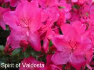 Spirit of Valdosta